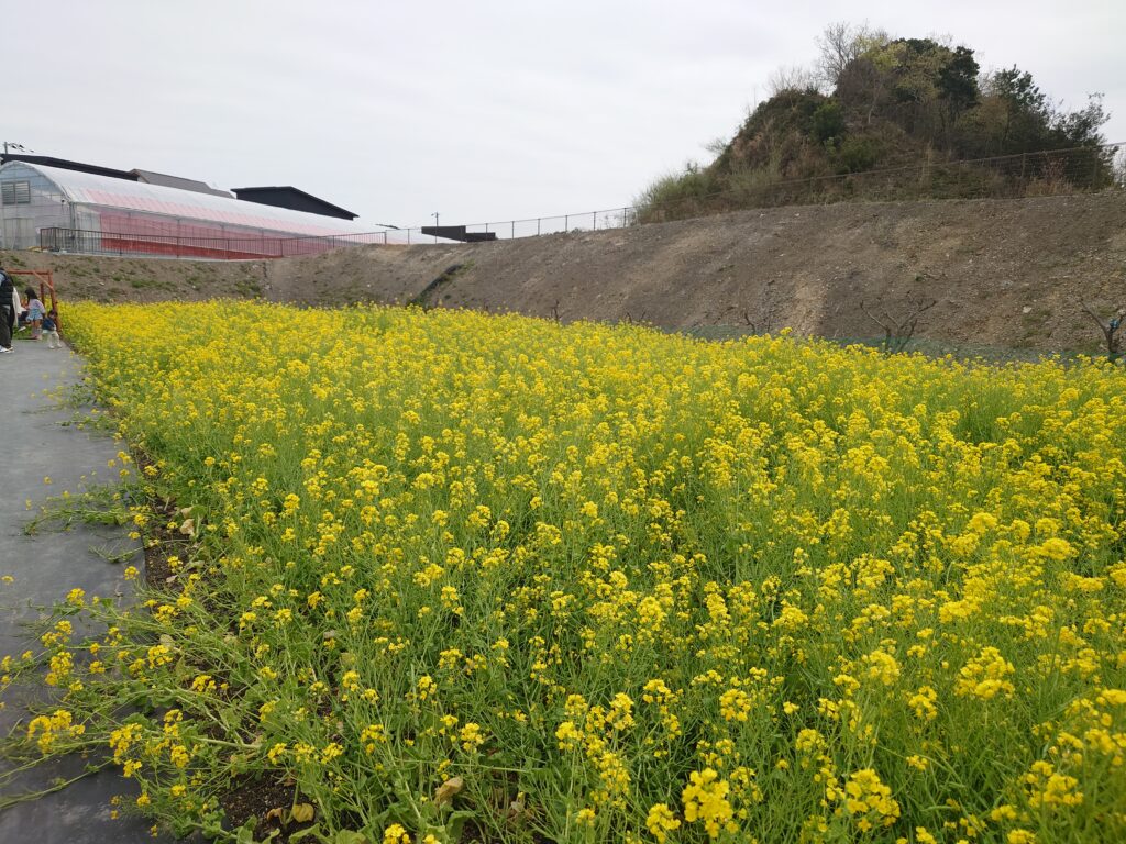 お花畑の写真