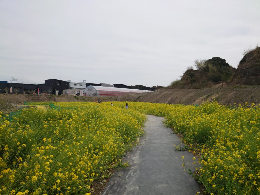 お花畑の写真