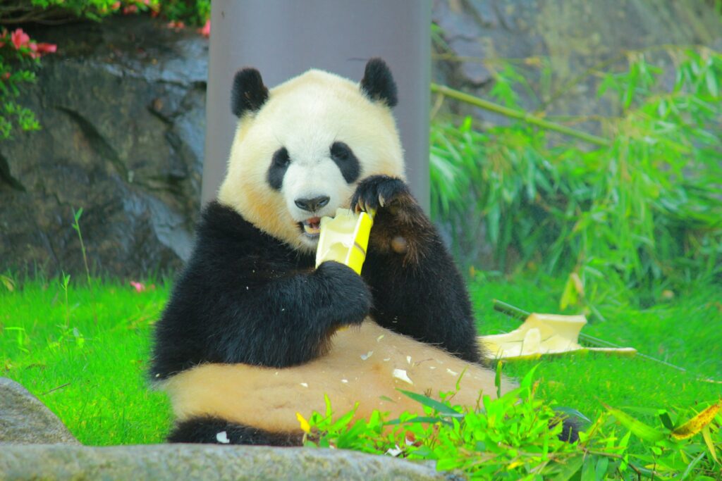 アドベンチャーワールのパンダ